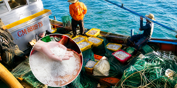 Lựa chọn cá cơm và muối